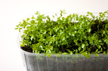 Fototapeta premium Green small sprouts in pot. Plants for balcony garden.