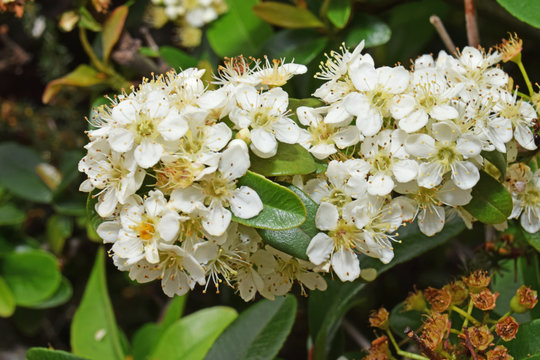 Dans la haie : grappe de fleurs de pyracantha.