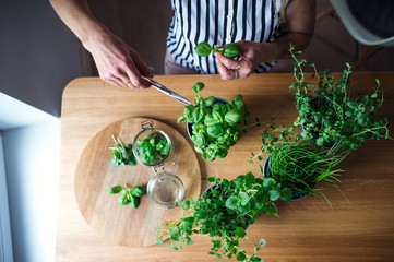 Top view of unrecognizable woman indoors at home, cutting green herbs.