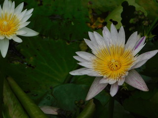 water lily in the pond