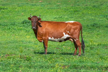 Naklejka premium Beautiful brown cow with white spots on a green summer pasture. One cow in a green meadow.