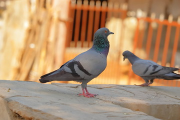 rock feral side view pigeon