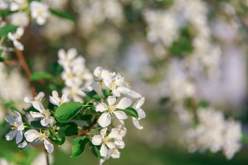 many white flowers of a blossoming apple tree
