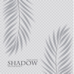 Palm leaf shadow transparent effect. Exotic design element.