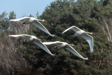 Łabędzi klucz.  © ARTUR