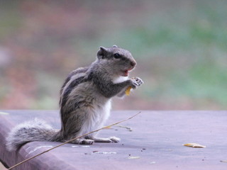 squirrel eating nut