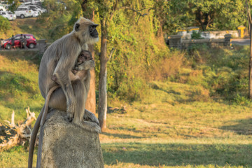 Gray langur with baby posing for camera