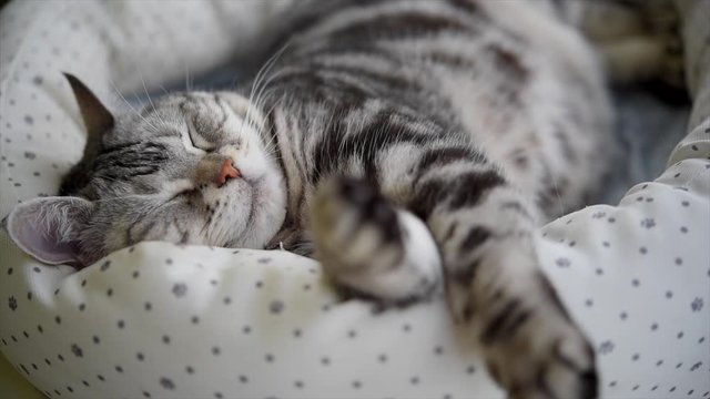 気持ちよさそうに眠るお昼寝中の猫の動画