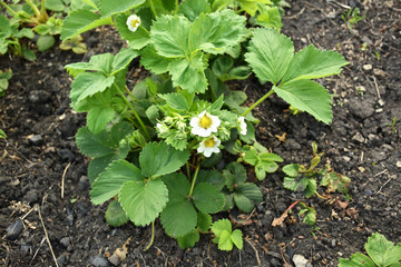 Strawberry bushes in the garden
