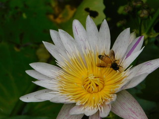 bee on a flower