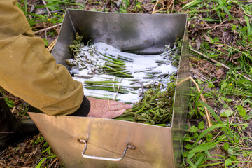 a man (person ) collects natural fern for food in the forest, traditional harvest of exotic wild...