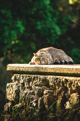 Gato atigrado tumbado al sol