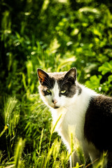 Gata con mirada salvaje en el bosque