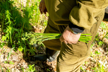 a man (person ) collects natural fern for food in the forest, traditional harvest of exotic wild plants, collecting plants for folk medicine