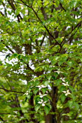 Kousa Dogwood (Benthamidia japonica
syn. Cornus kousa) in full blooming in Japan