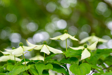 Kousa Dogwood (Benthamidia japonica
syn. Cornus kousa) in full blooming in Japan
