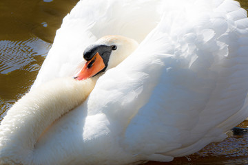 Obraz premium swan on the water