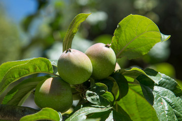 Green apples on the tree