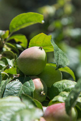 Green apples on the tree