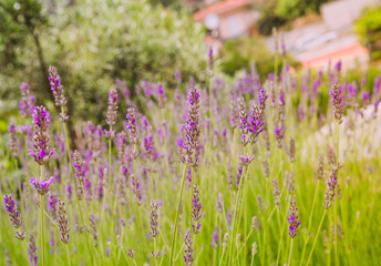 Lavender blooming in a summer time