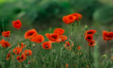 Obraz premium field of red poppies