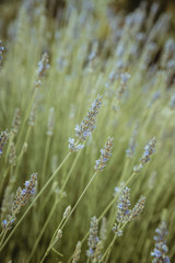 Garden with the flourishing lavender
