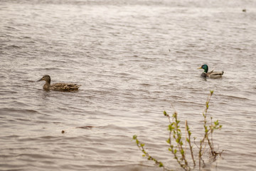 wild ducks swim and bathe in the river