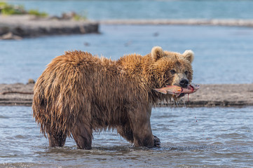 Ruling the landscape, brown bears of Kamchatka (Ursus arctos beringianus)