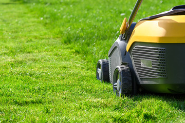 Summer and spring season sunny lawn mowing in the garden. - obrazy, fototapety, plakaty