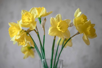 Yellow daffodils on a gray background.