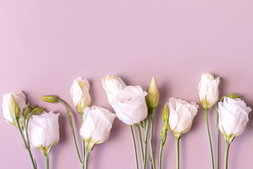 Row of creamy roses on pink background