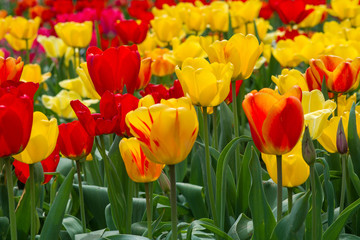Obraz premium Colorful tulips close up, red and yellow flowers. Shallow depth of field.