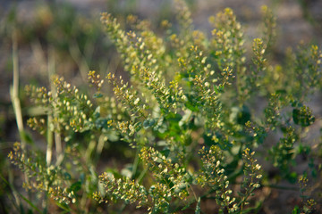 Background of green grass at golden hour on the lawn.