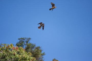 Peregrine Falcon, wildlife bird (Falco peregrinus)