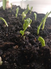 young tomato plant