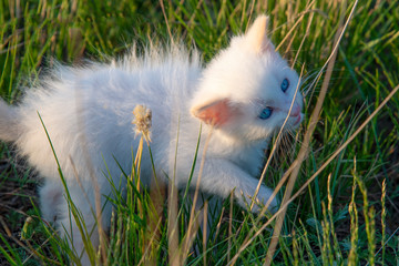 Small white kitten with blue eyes in green grass .