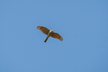 Eurasian Sparrowhawk, bird (Accipiter nisus)