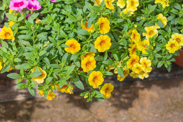 Spring outdoor dense colored morning glory，Pharbitis nil (L.) Choisy