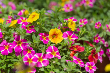 Spring outdoor dense colored morning glory，Pharbitis nil (L.) Choisy