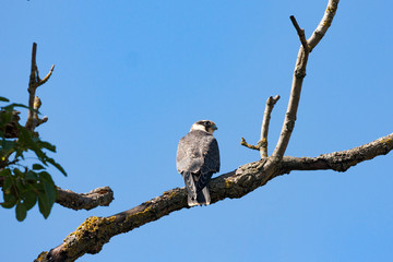 Peregrine Falcon, wildlife bird (Falco peregrinus)