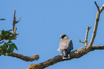 Peregrine Falcon, wildlife bird (Falco peregrinus)