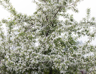 apple tree blossoms. An apple tree blossomed in the garden in spring