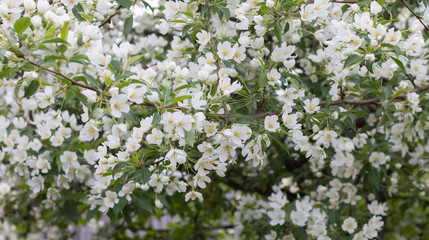 apple tree blossoms. An apple tree blossomed in the garden in spring