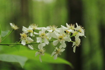 Spring flowering in a city forest park