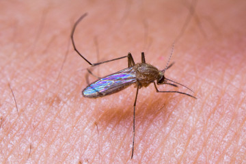 Macro of mosquito on skin sucking blood