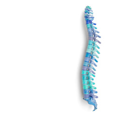 spine in light blue and blue shades, isolated on white - obrazy, fototapety, plakaty