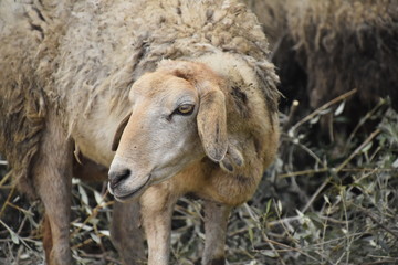 北アフリカの穴場的遺跡ドゥッガ遺跡(チュニジア)