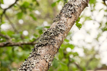 Lichen on apple tree branch