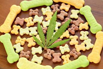 Close-up bone treat for dogs and green hemp leaf. Biscuits for pets with cannabis content CBD cannabidiol