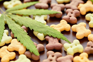 Dog treats close-up and cannabis leaves, CBD and medical marijuana for pets concept. Biscuits for pets with cannabis content CBD cannabidiol